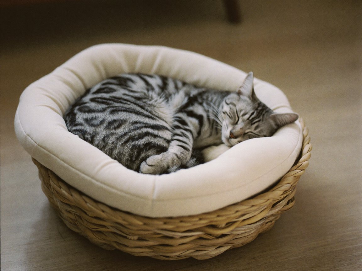 Een grijze cyperse kat slaapt opgekruld in een gevlochten mand met een crèmekleurig kussen.